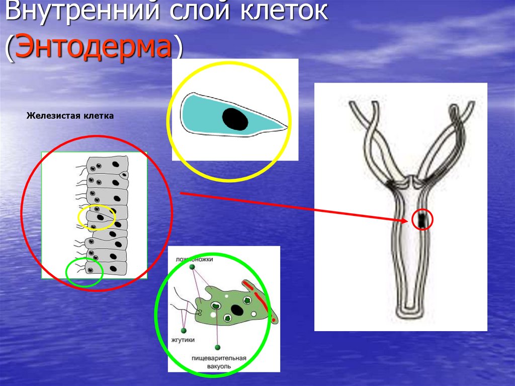 Внутренний слой клеток