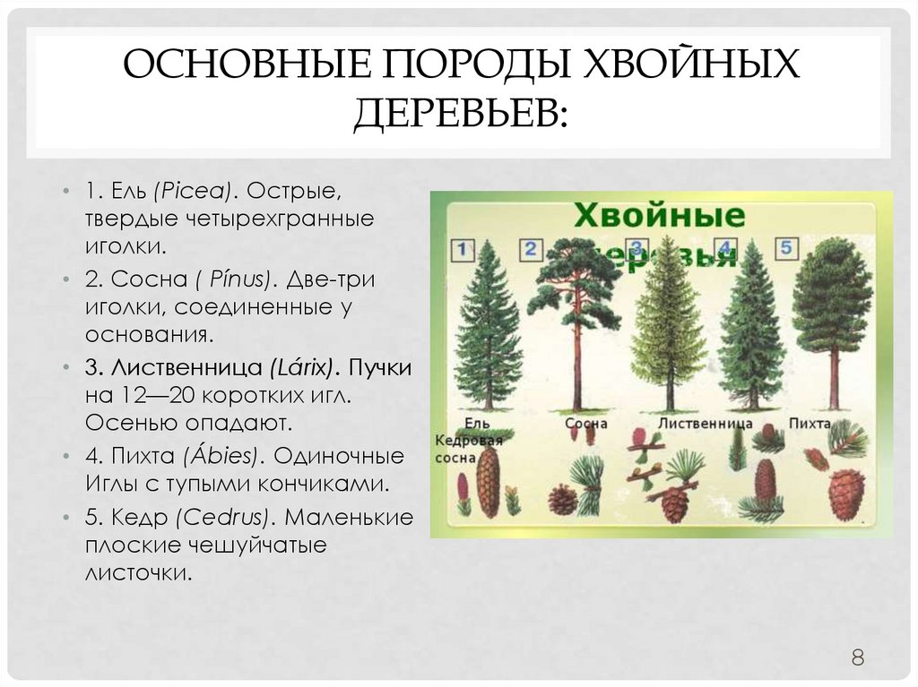 Укажи хвойные растения. Хвойные породы деревьев. Типы хвойных деревьев. Определяем хвойные деревья. Хвойные деревья параметры.