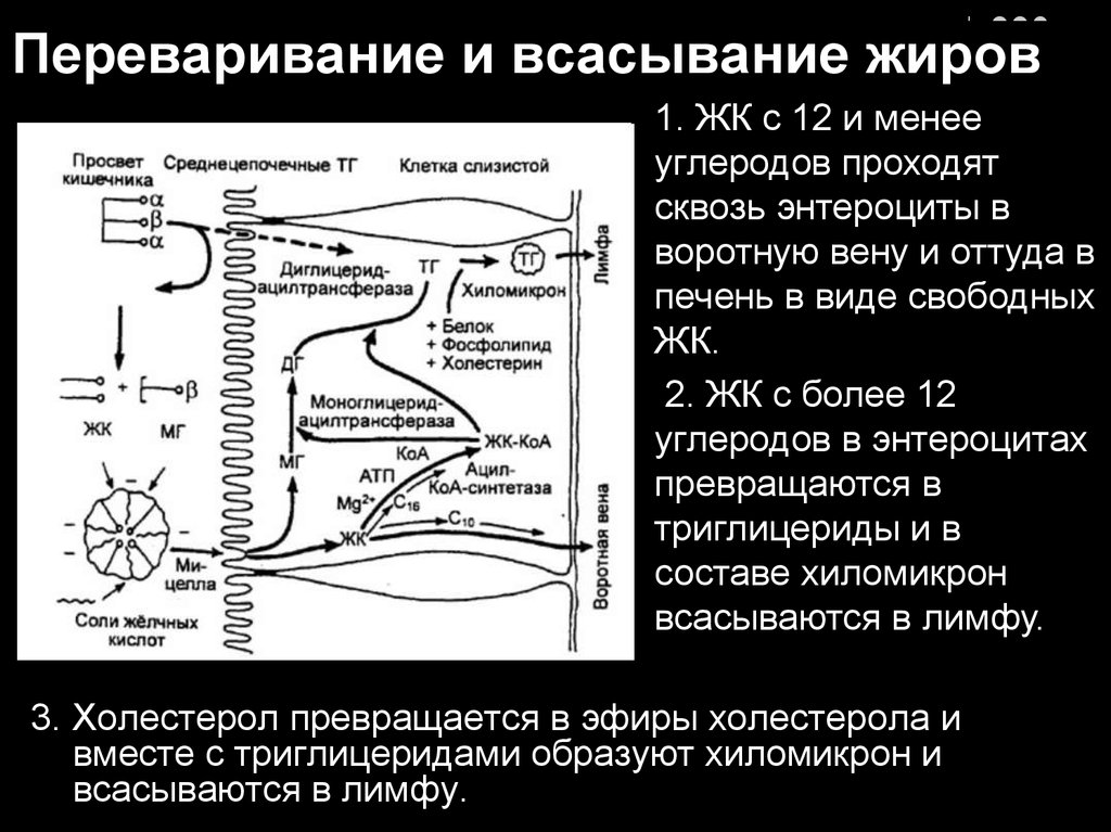 Вещество в тонком кишечнике всасывается в лимфу