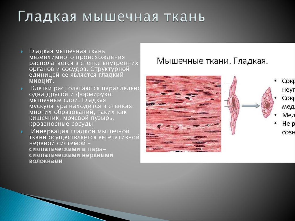 Как называется клетка мышечной ткани. Гладкая мышечная ткань эпидермального происхождения. Гладкая мышечная ткань строение. Клетки гладкой мышечной ткани. Гладкая мышечная ткань мезенхимного происхождения.