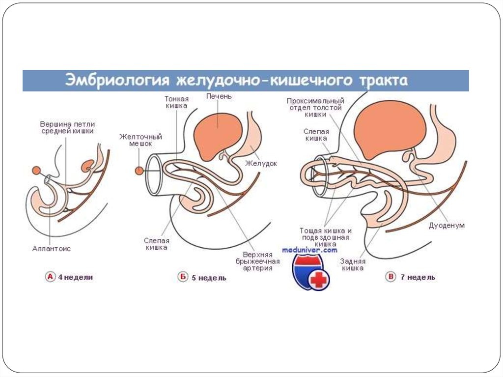 Развитие желудка. Эмбриогенез ЖКТ ребенка. Развитие пищеварительной системы у эмбриона. Эмбриогенез пищеварительной трубки. Эмбриогенез пищеварительного тракта у детей.