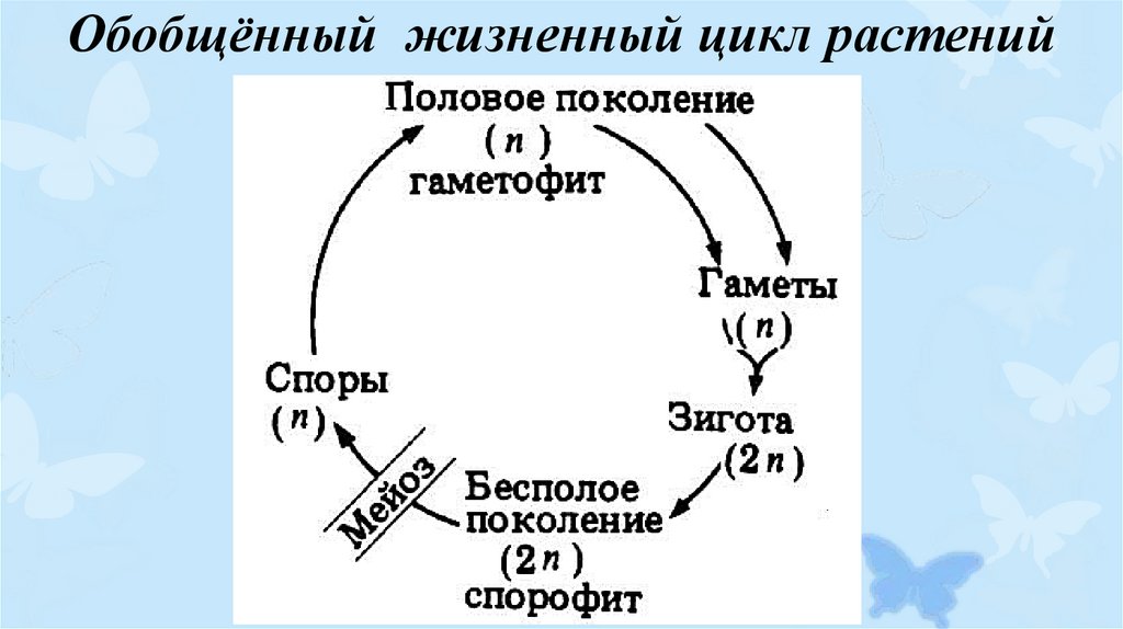 Циклы растений презентация