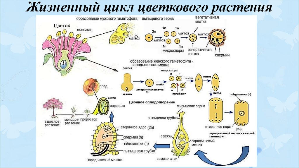 При делении жизненного цикла овощных растений онтогенез. Цикл размножения покрытосеменных растений схема. Цикл развития цветковых растений 6. Жизненный цикл покрытосеменных схема. Цикл развития покрытосеменных схема.