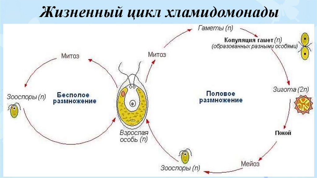 Жизненный цикл хламидомонады схема