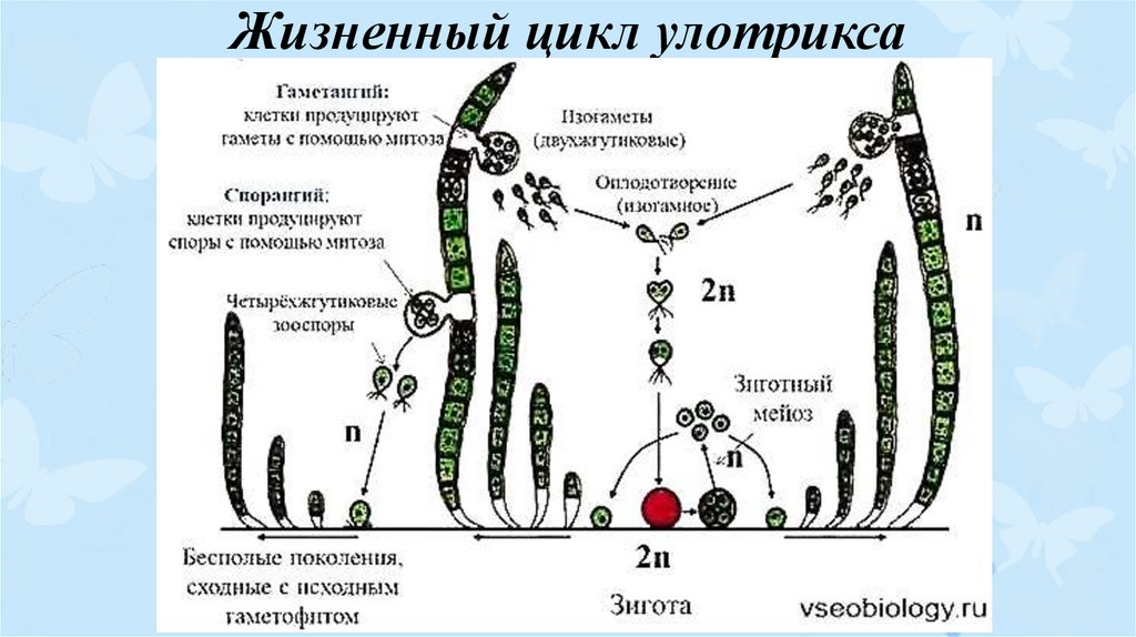 Жизненные циклы егэ биология задания. Жизненный цикл улотрикса. Цикл растения водоросли улотрикс. Цикл улотрикса схема. Спорообразование улотрикса.