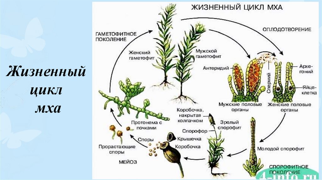 Циклы развития растений схемы егэ от водорослей до покрытосеменных