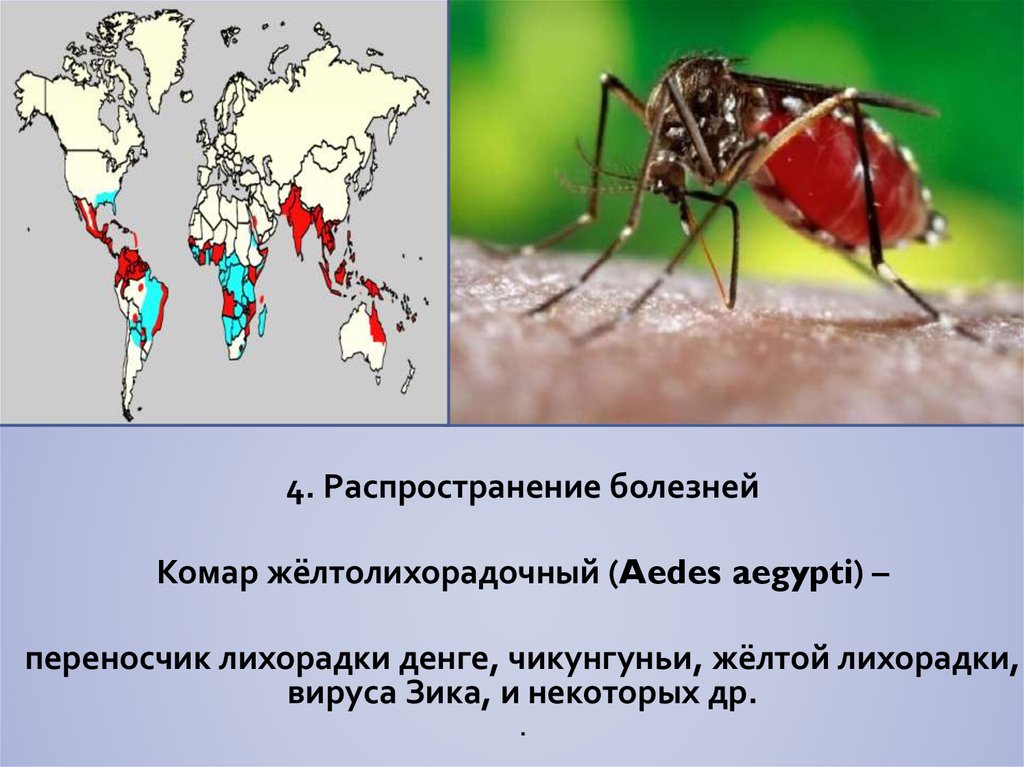 Как влияет глобальное потепление на жизнь комара. Лихорадка Денге переносчик. Переносчиком желтой лихорадки являются:. Желтая лихорадка переносчики. Распространение лихорадки чикунгунья.