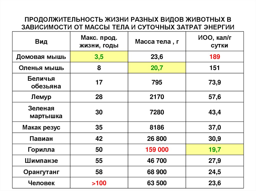 Сколько живет обычный. Срок жизни животных таблица 1. Продолжитенльностьжизни животных. Продолжительность жизни животных. Продолжительность жизни разных животных.