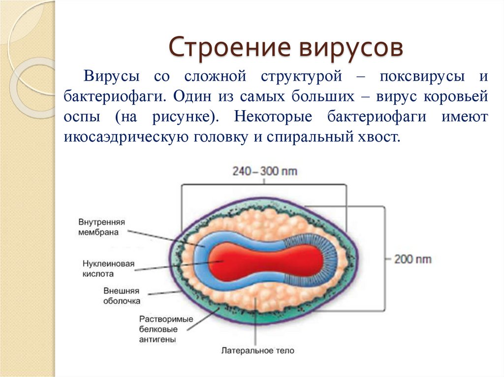 Строение вируса