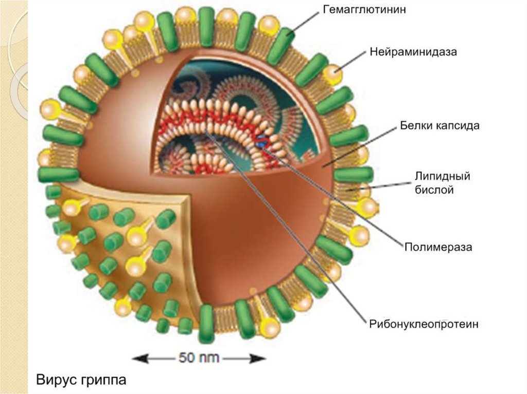 Антигенная структура вируса гриппа. Представители царства вирусов. Строение простого вируса рисунок. Nucleocapsid.