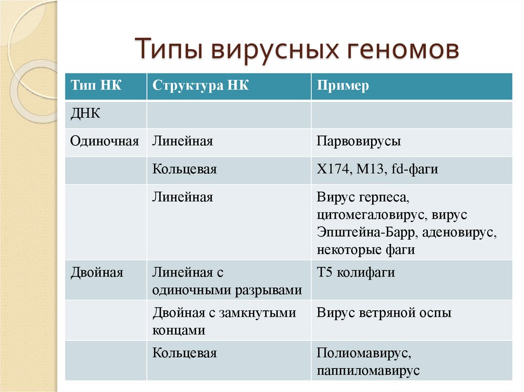 Вирусный геном. Виды вирусного генома. Типы генома вирусов. Виды геномов вирусов. Типы вирусных геномов с примерами.