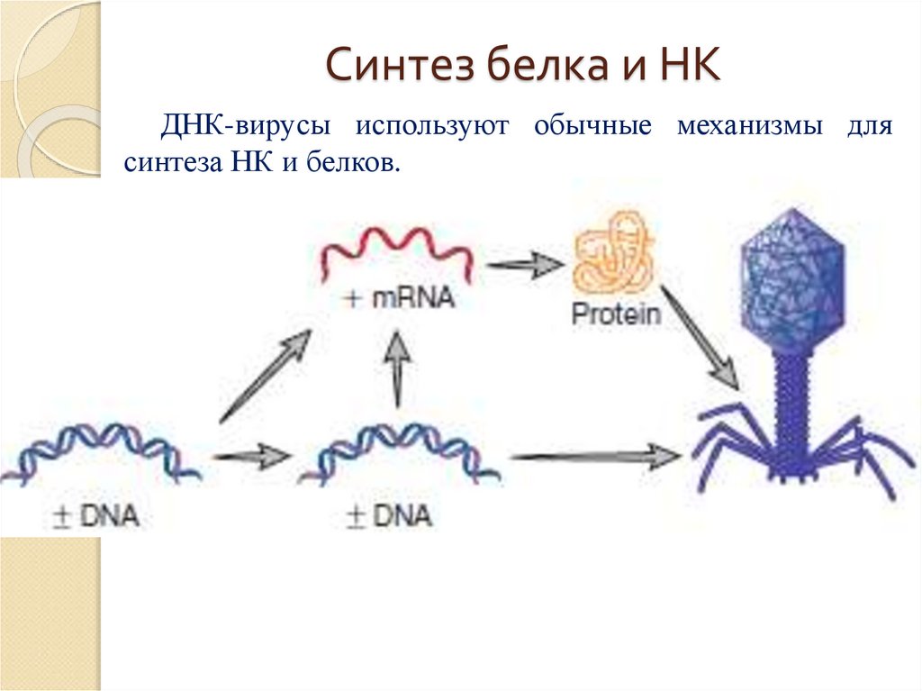 Где синтезируется белок. Синтез вирусных белков схема. Синтез вирусной РНК. Синтез вирусного белка. Биосинтез вирусных белков.