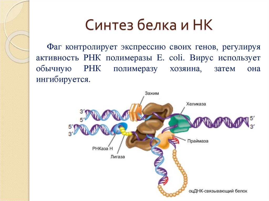 Рнк полимераза синтезирует. Синтез белка. Синтез белка РНК. Белок Синтез. Синтез РНК И белков.