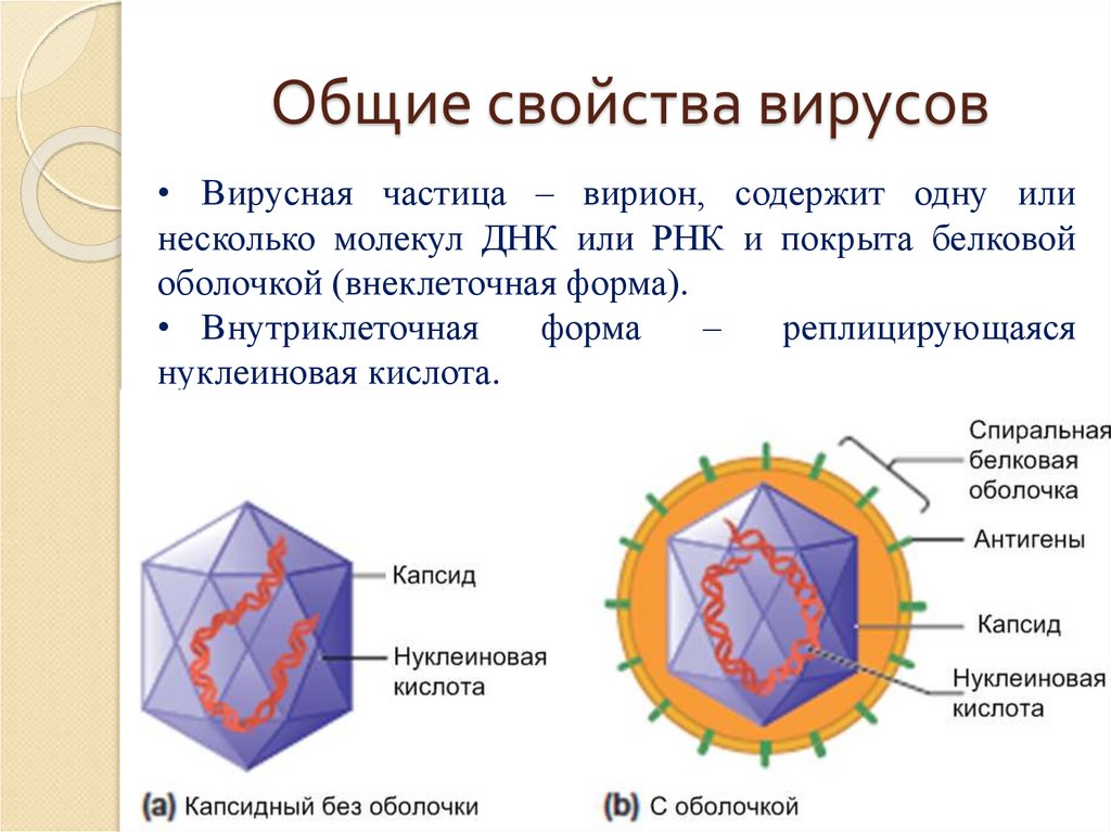 Дайте общую характеристику вирусов. Вирусная частица Варионы. Основные биологические свойства вирусов. Основные свойства вирусов. Вирусы.свойства вирусов.