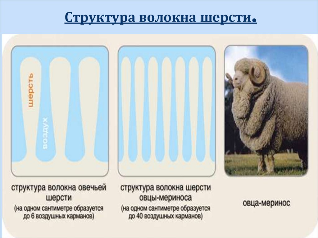 Шерсть перенос. Строение шерстяного волокна. Строение шерстяного волокна овцы. Строение шерсти овец. Структура овечьей шерсти.