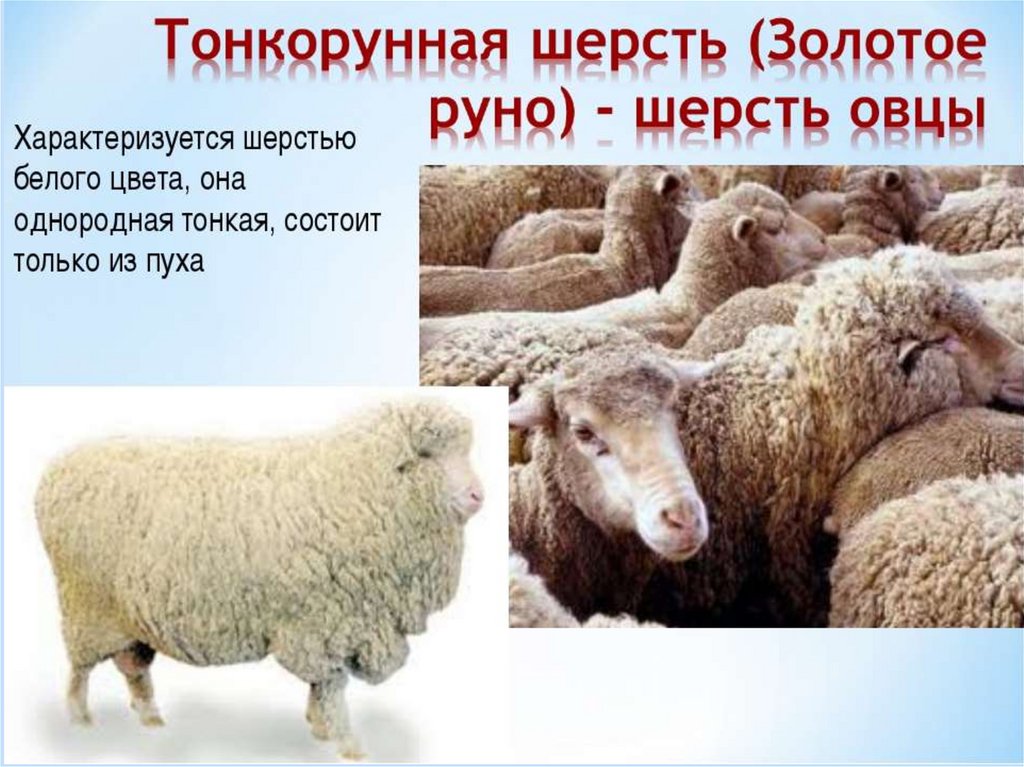 Цвет шерсти овец