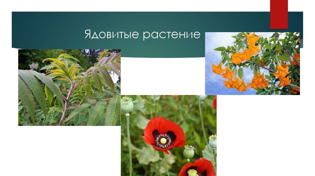 Ядовитые растение