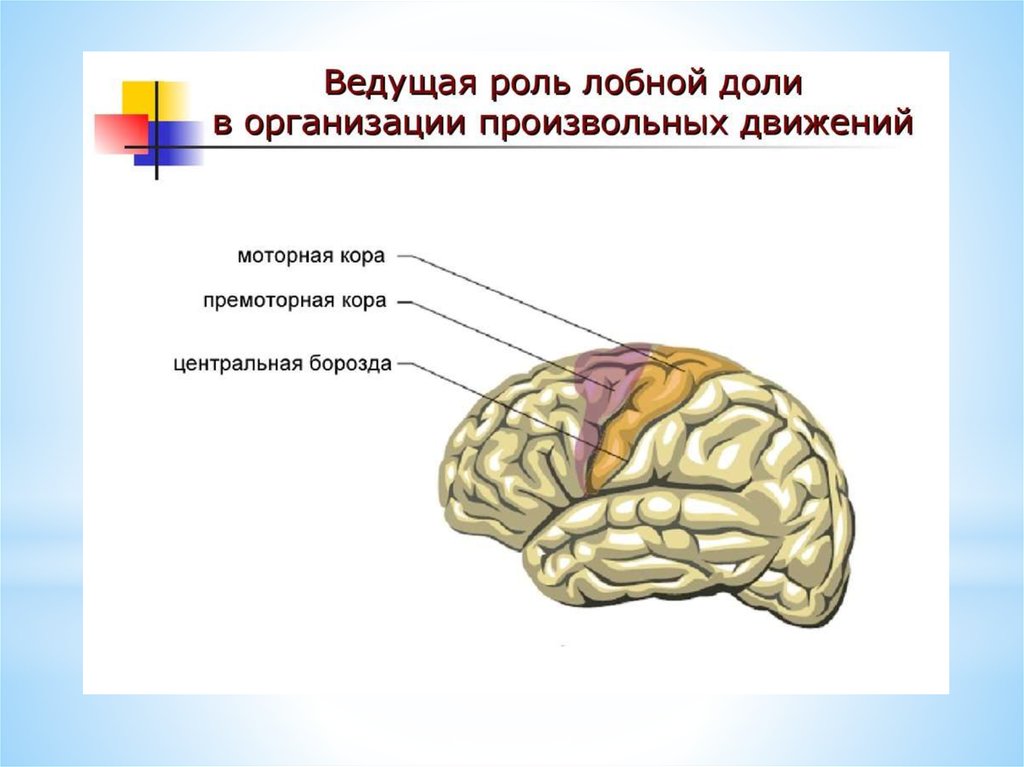 Двигательная зона головного мозга. Премоторные отделы левого полушария головного мозга. Моторная зона коры головного мозга.