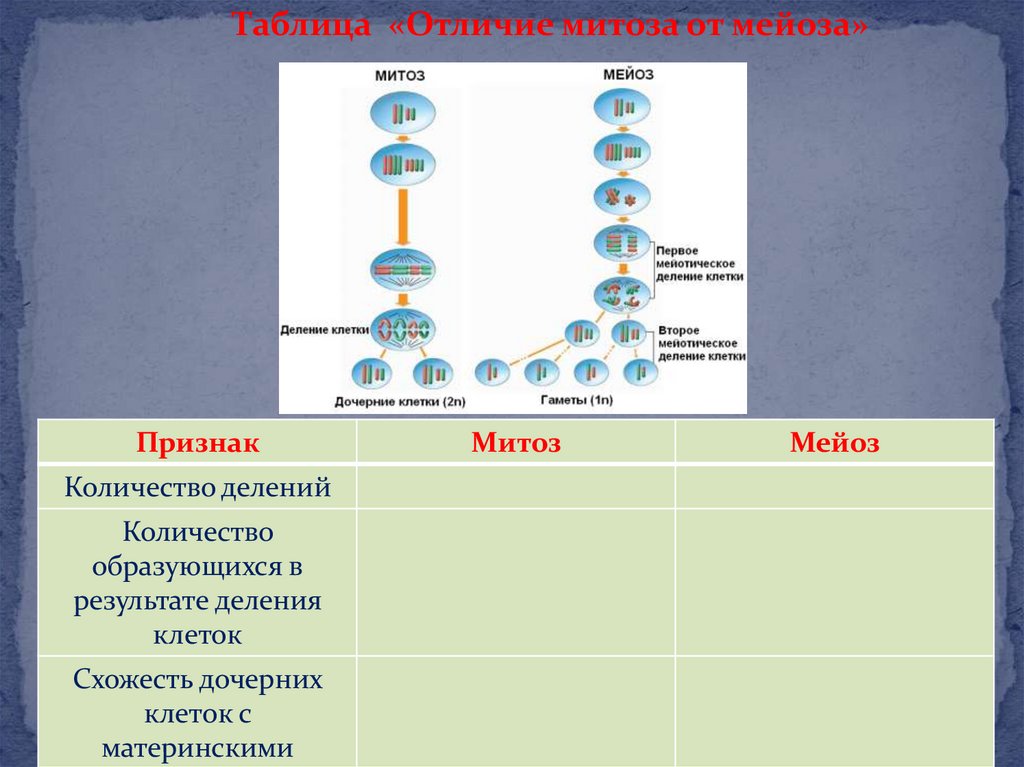 В результате митоза образуют. Деление клетки митоз и мейоз. Количество образовавшихся клеток в митозе и мейозе. Митоз и мейоз таблица. Итог клеточного деления митоза и мейоза.
