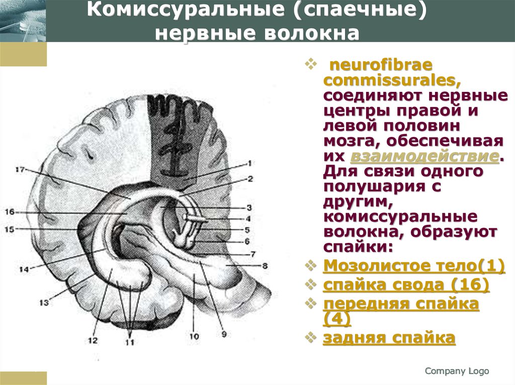 Проводящие системы головного мозга. Нервные волокна ассоциативные комиссуральные и проекционные. Мозолистое тело свод анатомия. Комиссуральные и ассоциативные пути головного мозга. Комиссуральные нервные волокна связывают.