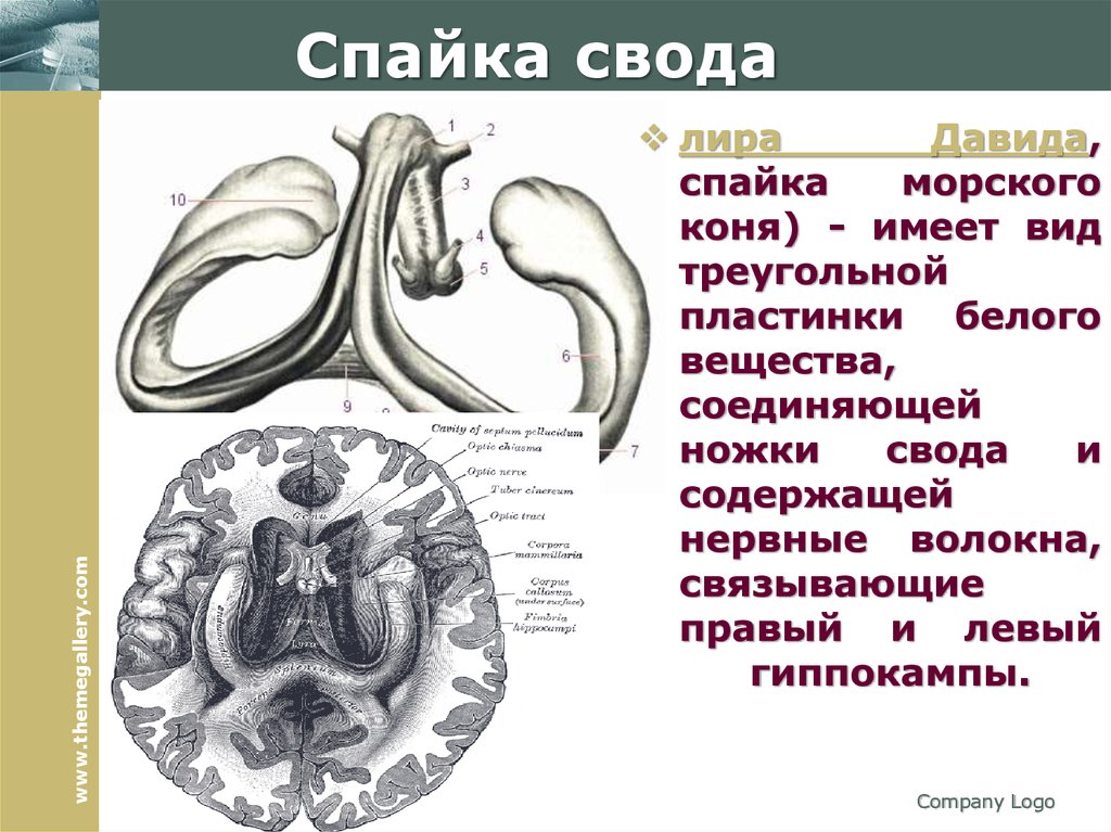 Характеристика слова спайка. Свод головного мозга анатомия. Спайка свода. Строение свода мозга.