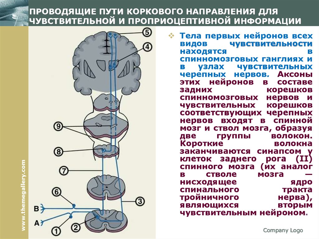 2 нарисовать блок схемы болевого тактильного и проприоцептивного анализаторов