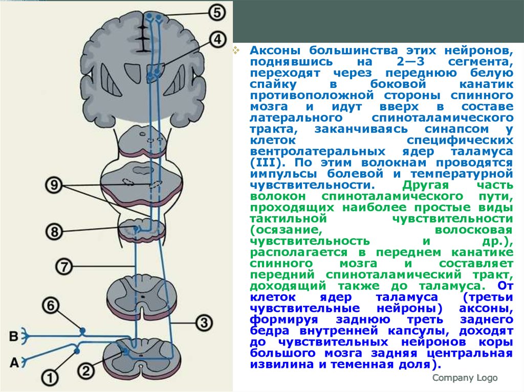 Блок схема болевого тактильного и проприоцептивного анализаторов