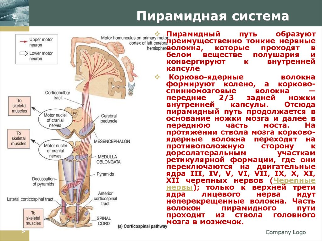 Презентация проводящие пути спинного и головного мозга