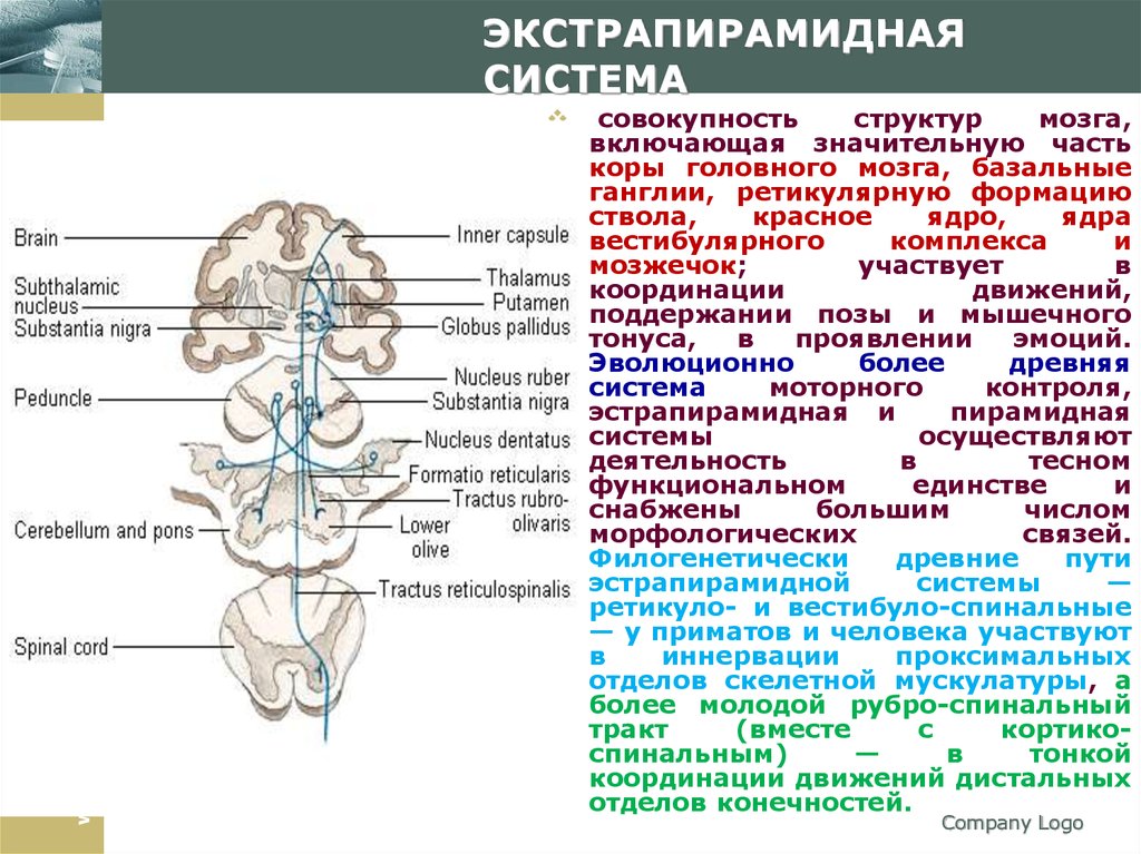 Презентация экстрапирамидная система