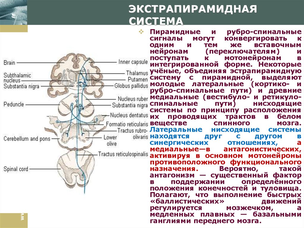 Новый экстрапирамидный путь схема