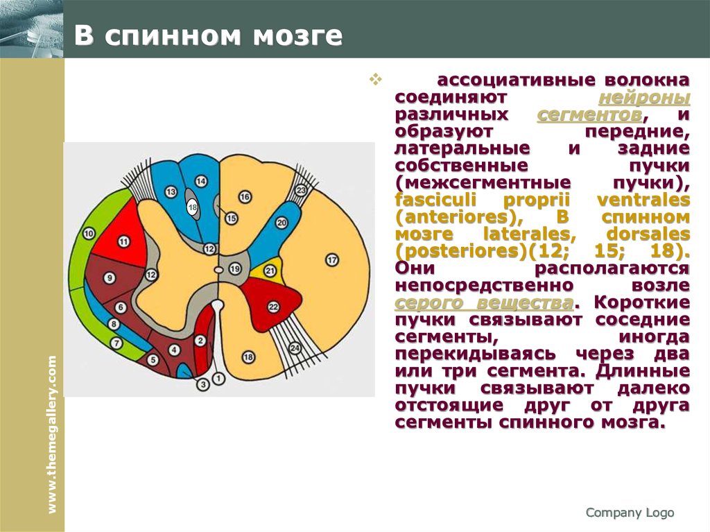 Схема нейронов спинного мозга