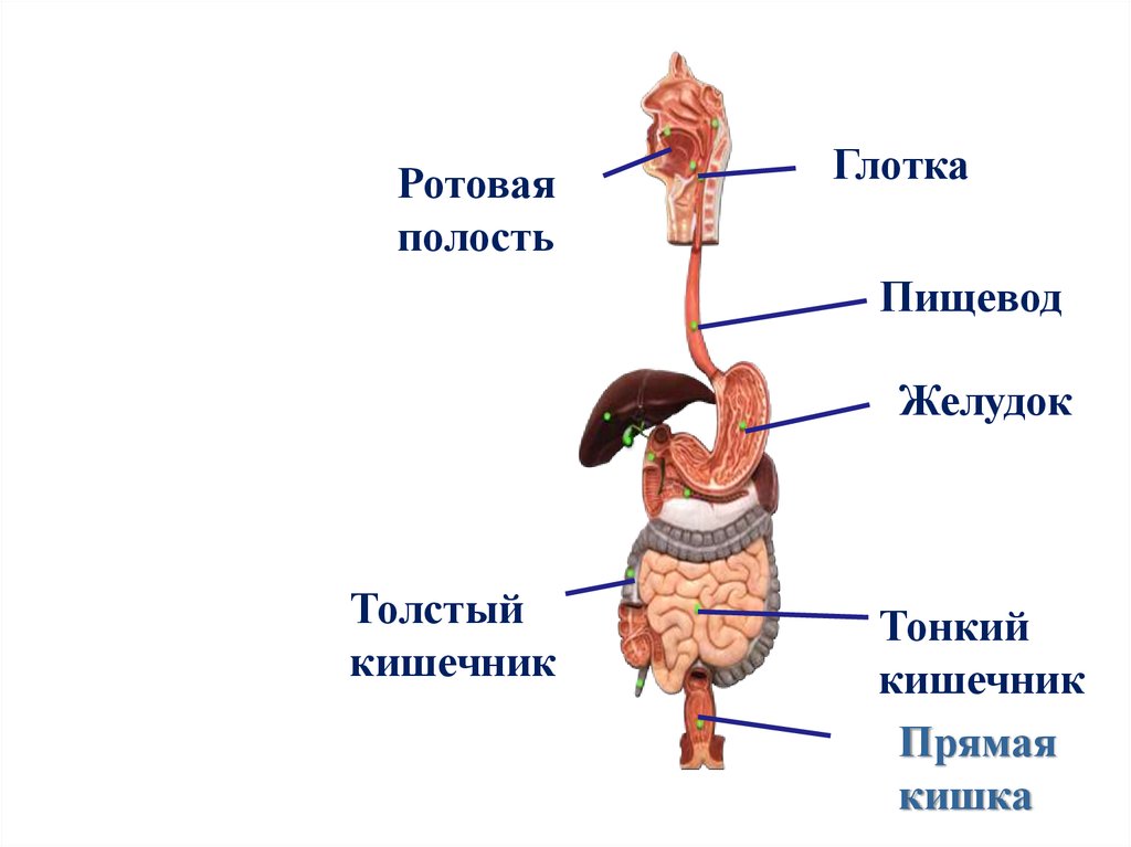 Пищевод желудок кишки. Строение пищеварительной системы человека. Система органов пищеварения анатомия. Пищеварительной системы строение анатомия строение. Общий план строения органов пищеварения.