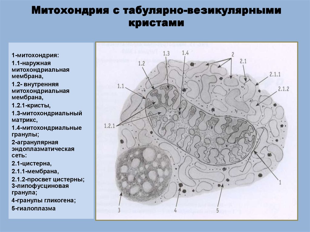 Кристы где