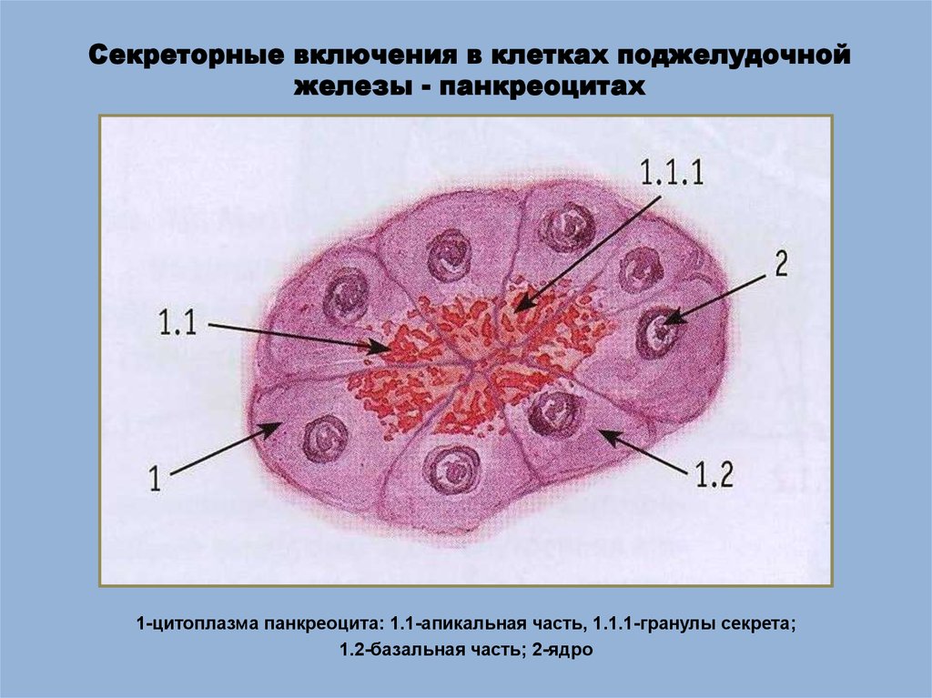 Группы железистых клеток. Клетки поджелудочной железы гистология. Включения клетки гистология. Секреторные включения в клетках Лейдига кожи аксолотля. Секреторные гранулы гистология.