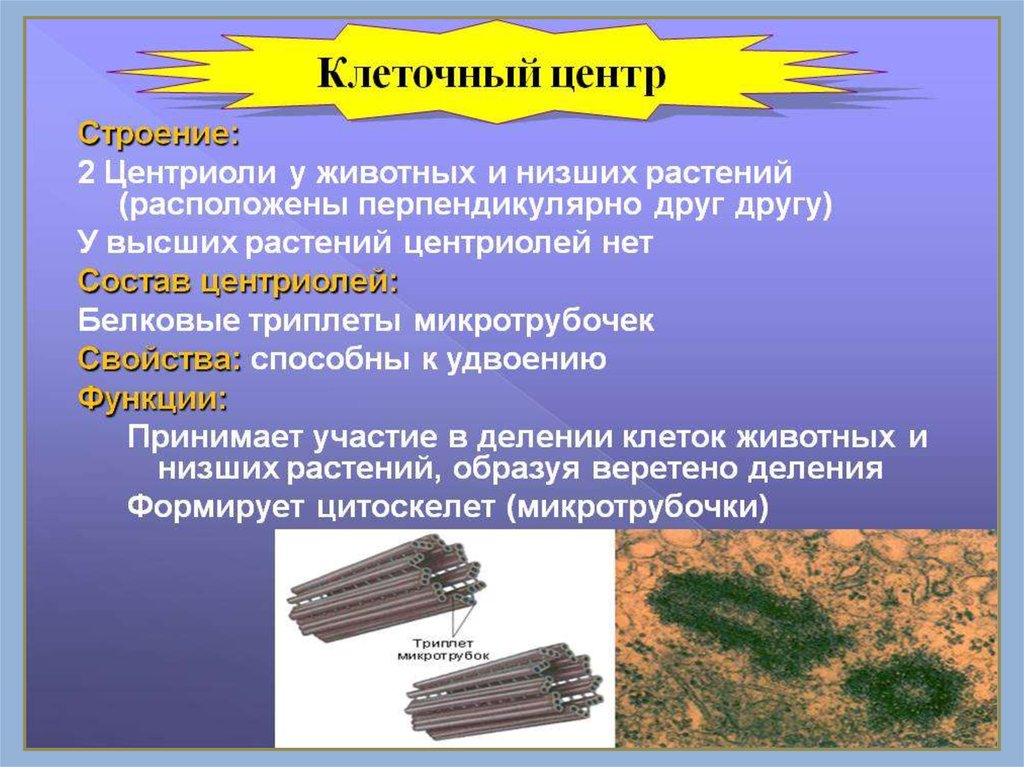 Клеточный центр строение и функции таблица. Клеточный центр клетки строение и функции. Клеточный центр и центриоли строение и функции. Органоид клеточный центр строение и функции. Структура клетки и функции клеточного центра.