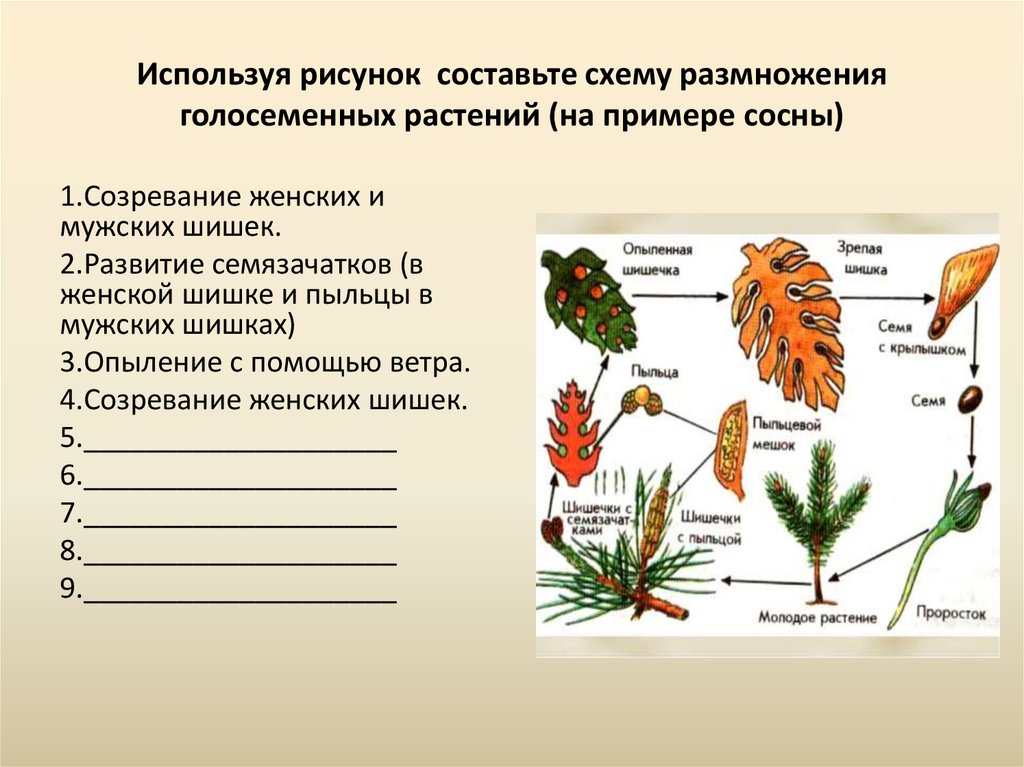 Половое размножение хвойных. Размножение голосеменных растений схема. Схема размножения голосеменных растений 6. Цикл развития голосеменных растений 6 класс биология. Размножение голосеменных хвойных.