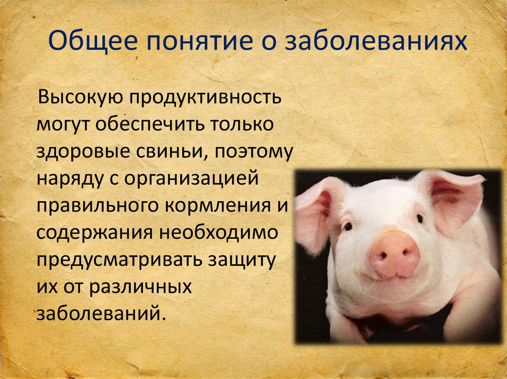Свиньи здорово. Свинья для презентации. Заболеваемость у свиньи. Инвазионные заболевания свиней.