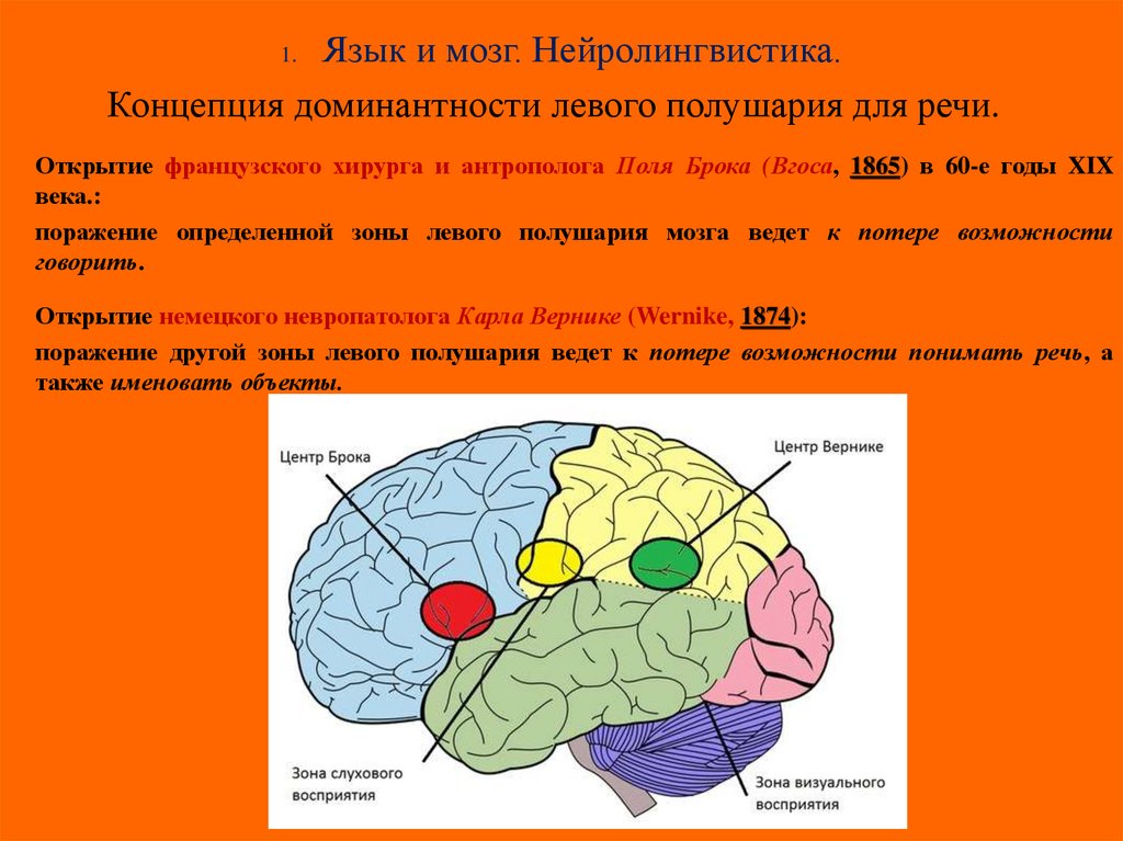 Язык и мозг. Нейролингвистика.