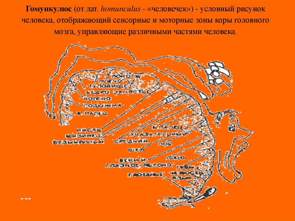 Гомункулюс (от лат. homunculus - «человечек») - условный рисунок человека, отображающий сенсорные и моторные зоны коры