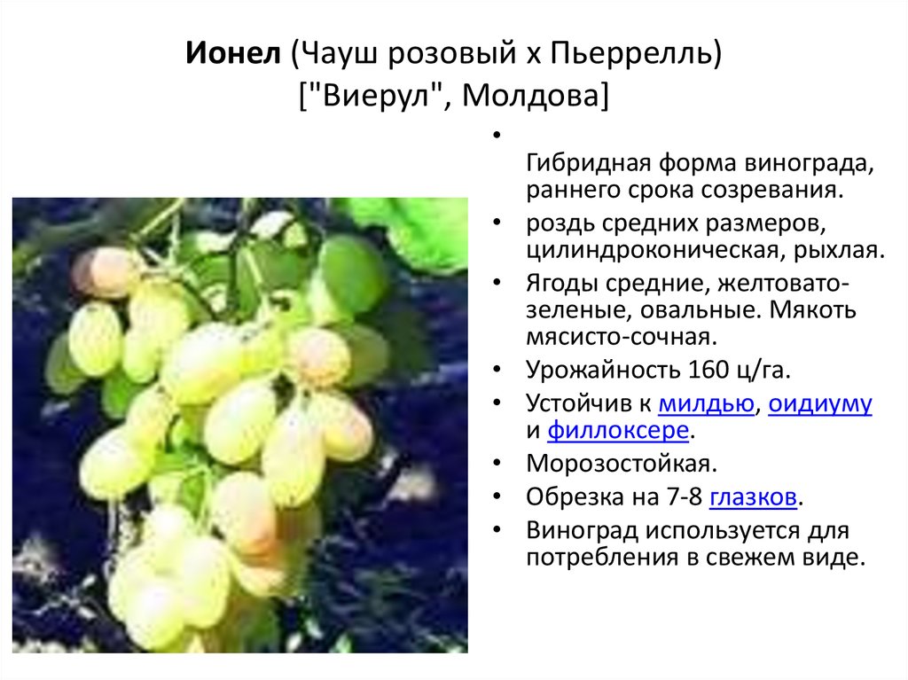 Сорт винограда альден фото и описание