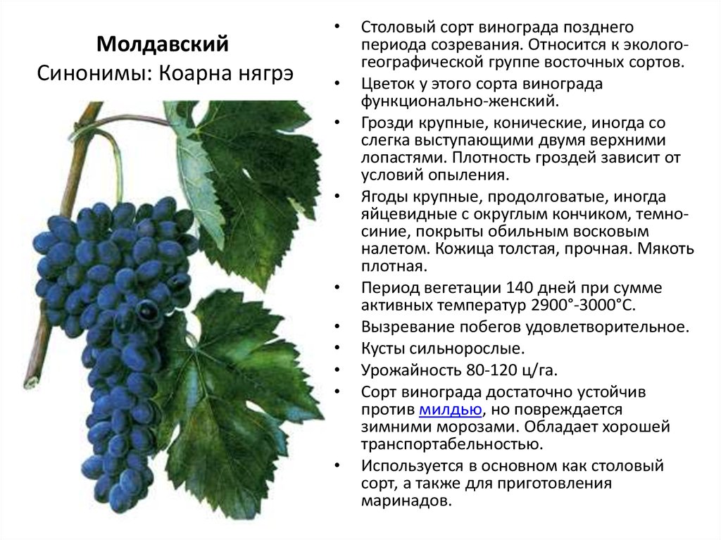 Симоне виноград описание сорта фото