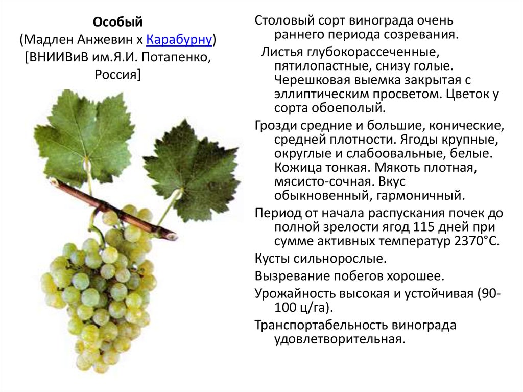 Сорт винограда сукрибе фото и описание