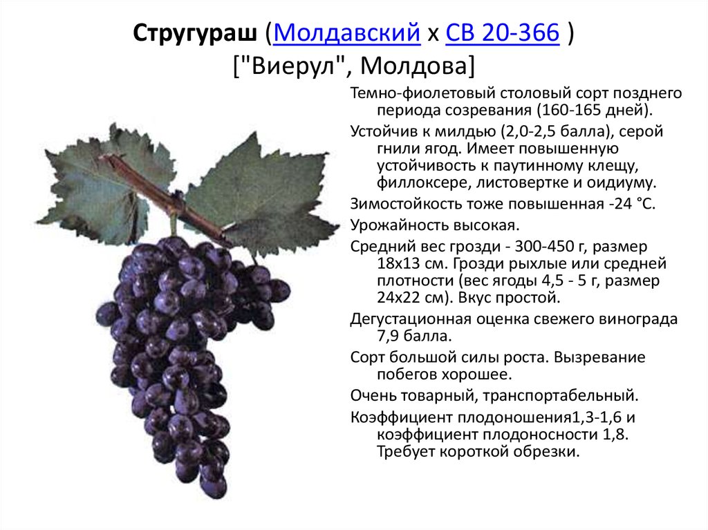 Сорта винограда для среднего поволжья с фото и описанием для