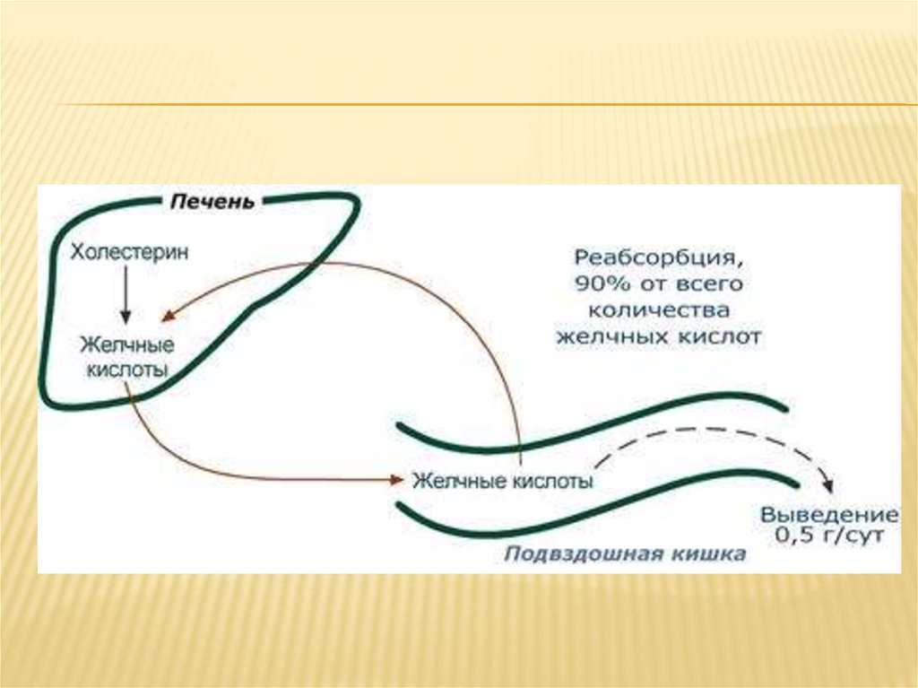 Энтерогепатическая циркуляция желчных кислот биохимия схема