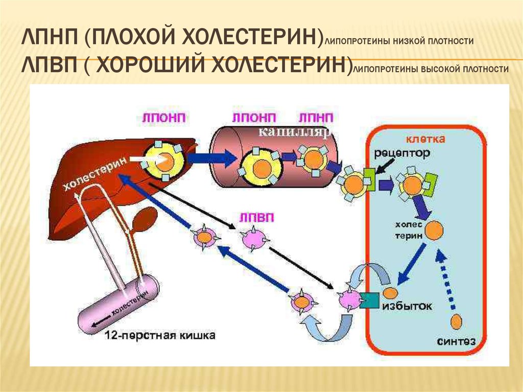 Лнп холестерин. Образование холестерина в организме человека биохимия. Метаболизм холестерина схема. Метаболизм липопротеинов очень низкой плотности. Схема транспорта холестерина в организме.