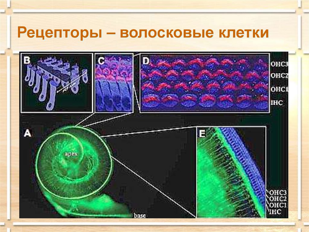 Рецепторы – волосковые клетки