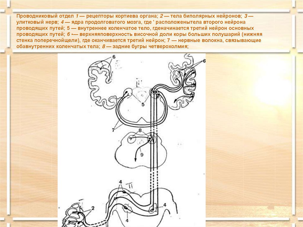 Проводниковый отдел. Проводниковый отдел слухового анализатора. Проводниковый отдел нейронв. Возбуждение рецепторов Кортиева органа.