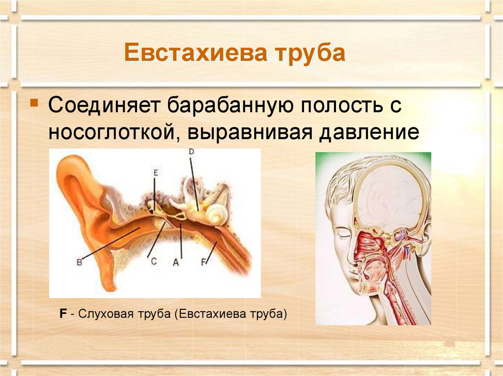 Схема механизма работы слухового анализатора