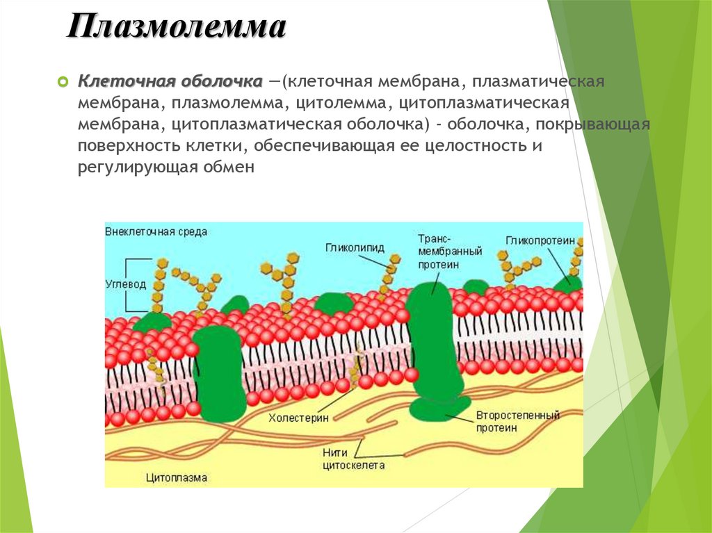 Функция мембраны клетки является. Плазматическая мембрана плазмалемма. Строение наружной цитоплазматической мембраны. Клеточная цитоплазматическая мембрана. Наружная клеточная мембрана и цитоплазматическая мембрана.