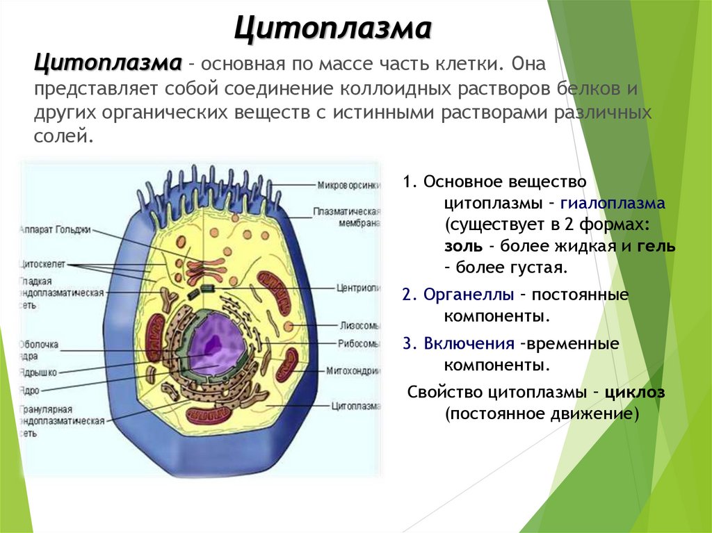 Пищеварительный органоид клетки. Строение клетки мембрана цитоплазма органоиды. Строение клетки клеточная мембрана цитоплазма 10 класс. Строение клетки эукариот 10 класс. Биология 11 класс: строение клетки эукариот.